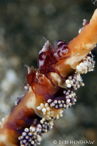"Riding Pillion"  2 Porcelain crabs riding a Sea Pen. 60m... by Debi Henshaw 